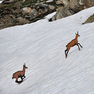 Chamois